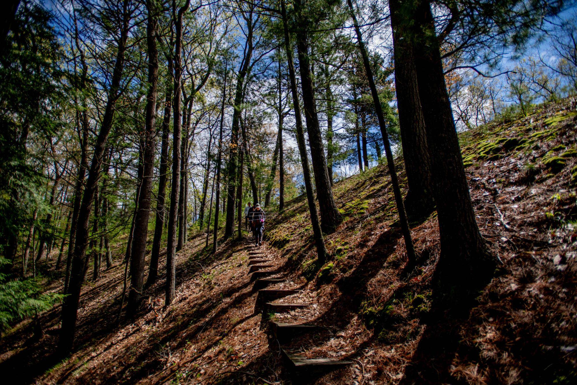 Ava Whitlock, biology graduate student, foreground, along with other graduate students uses radio telemetry while doing research on wood turtles and raccoons in the Manistee National Forest in late May.